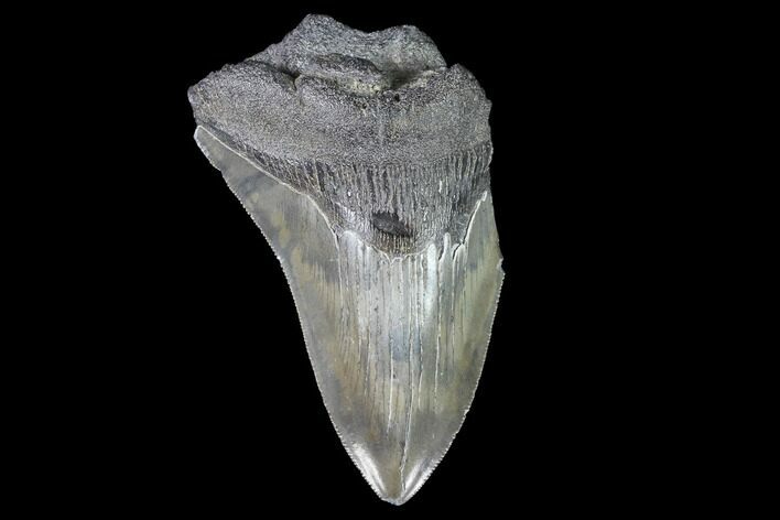 Partial, Fossil Megalodon Tooth - Serrated Blade #88865